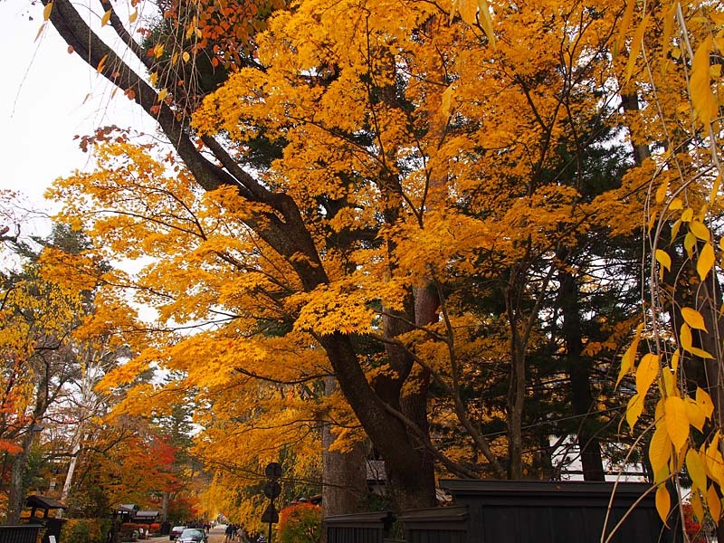 角館武家屋敷と紅葉５