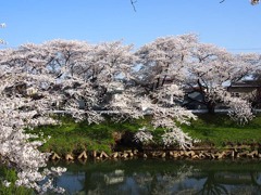 太平川堤の桜７