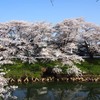 太平川堤の桜７