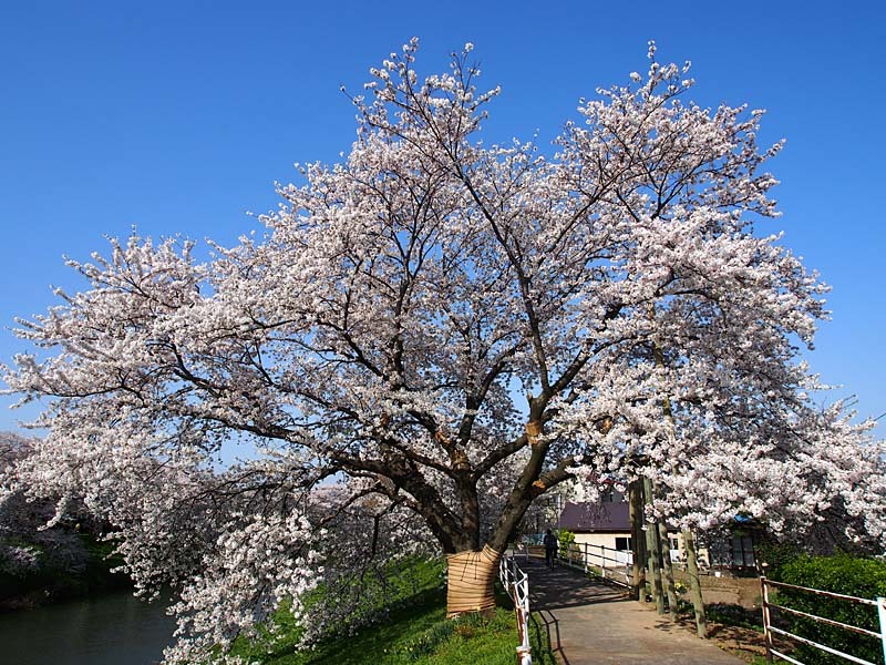 太平川堤の桜５