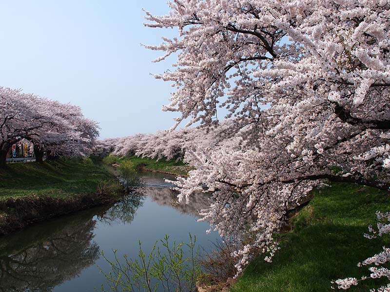 太平川堤の桜２