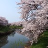 太平川堤の桜２