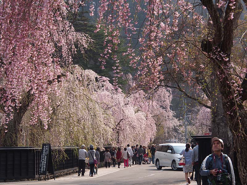 角館武家屋敷通りの枝垂れ桜１