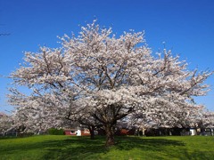 太平川堤の桜４