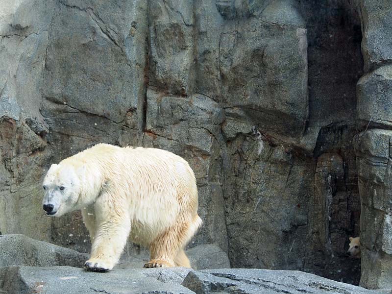 ＧＡＯ物語　－シロクマの赤ちゃん1