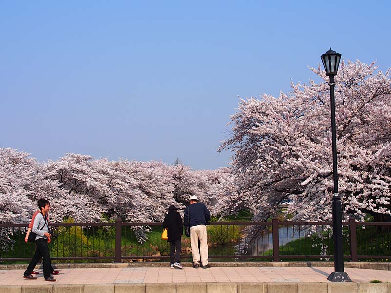 太平川堤の桜５