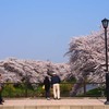 太平川堤の桜５