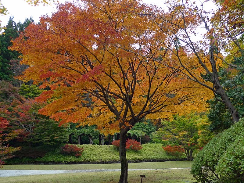 水心苑の紅葉５