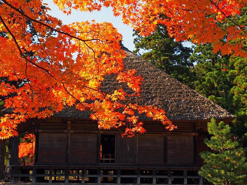 色づく毛越寺７