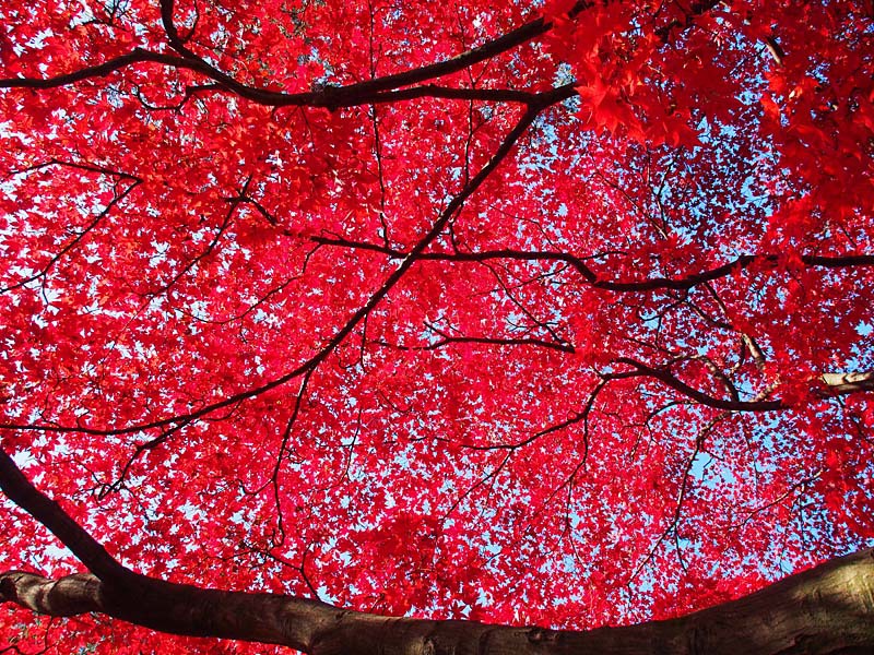 紅葉で茜色に染まる空