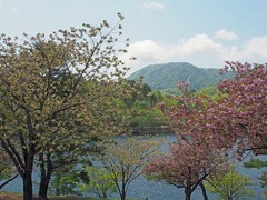 黄桜と八塩山