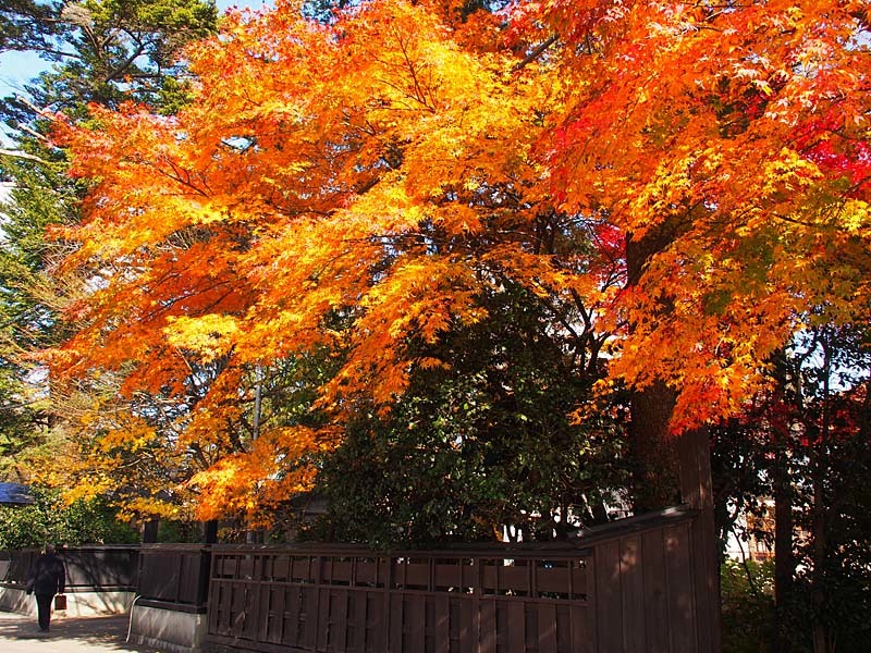 錦秋に染まる角館１２