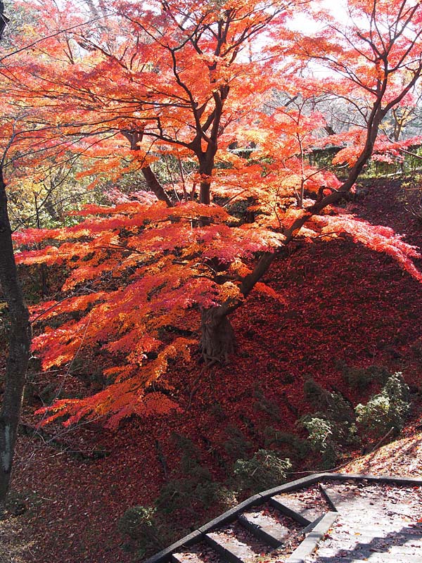 千秋公園・紅葉６