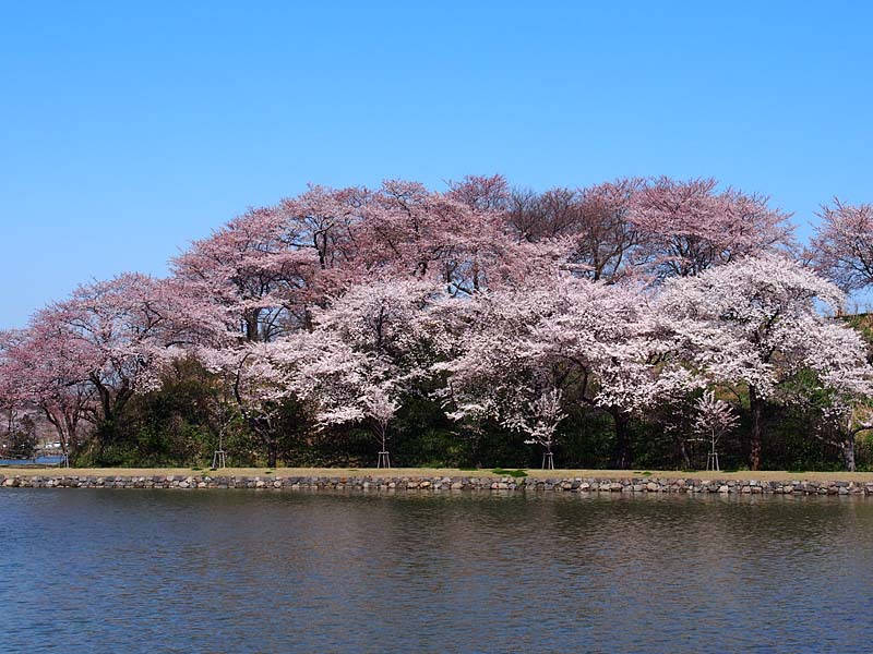 秋田に春がきた　勢至公園の桜１