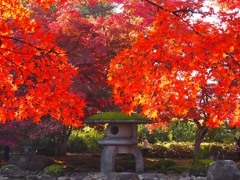 旧池田氏庭園の紅葉２