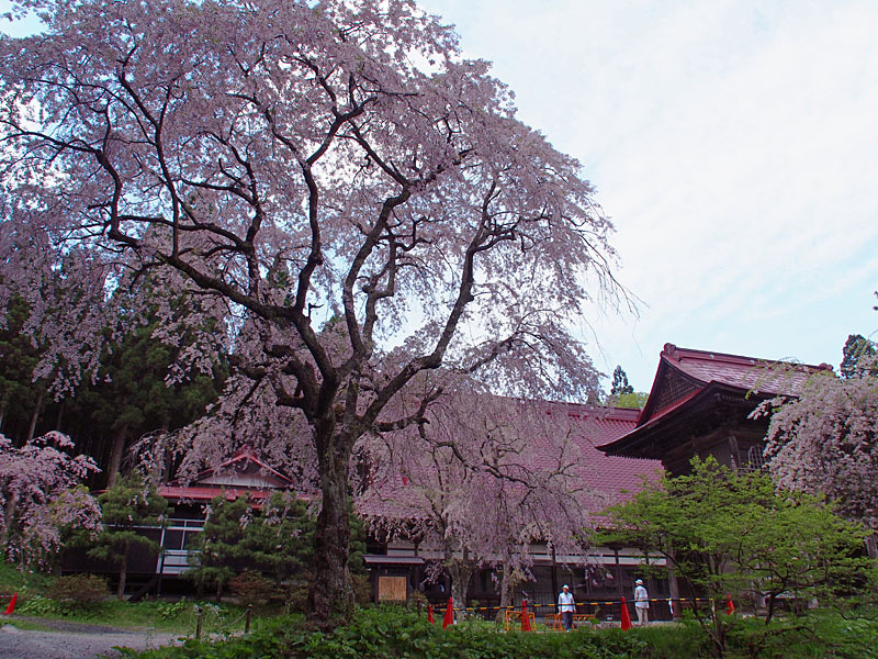 能代市桧山多宝院の枝垂れ桜１