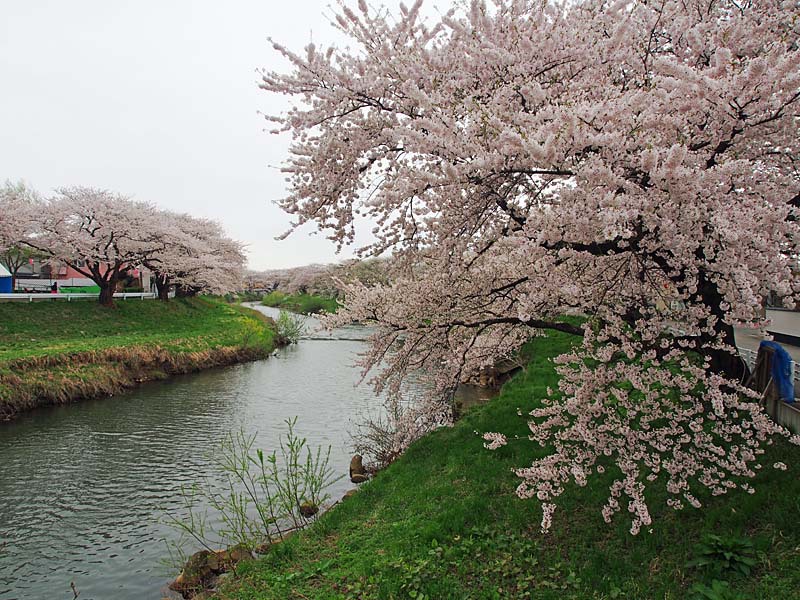 太平川堤の桜2013-01
