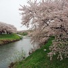 太平川堤の桜2013-01