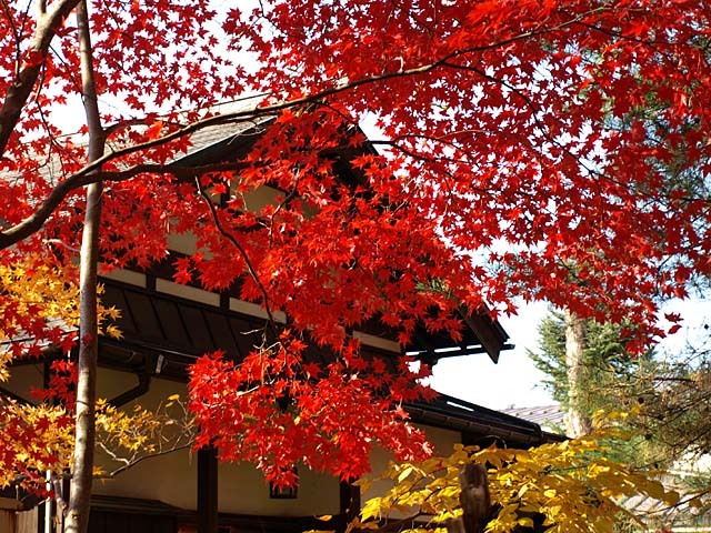 角館の紅葉３