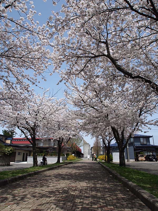 新屋の桜３