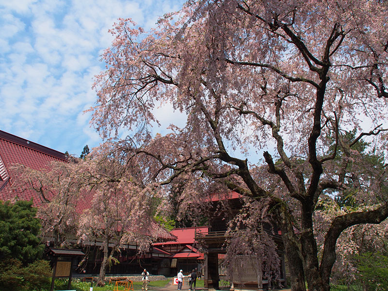 能代市桧山多宝院の枝垂れ桜２