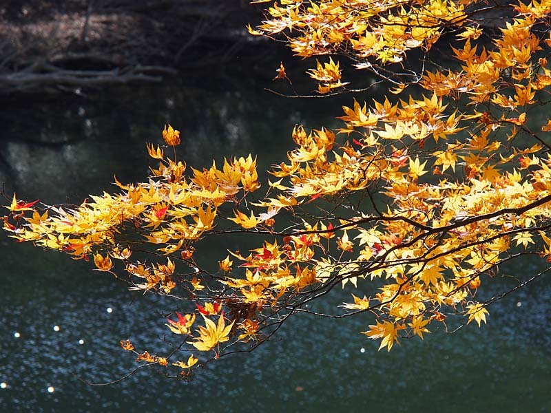 紅葉する抱返り渓谷２