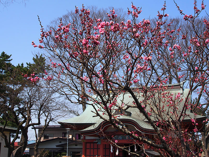 梅が咲く菅原神社
