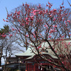 梅が咲く菅原神社