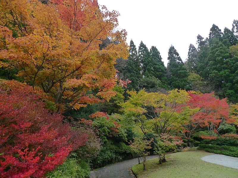 水心苑の紅葉４