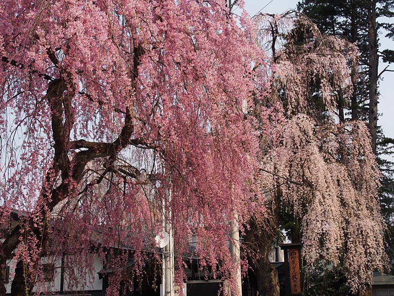角館武家屋敷通りの枝垂れ桜２