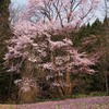 山桜とカタクリの競演