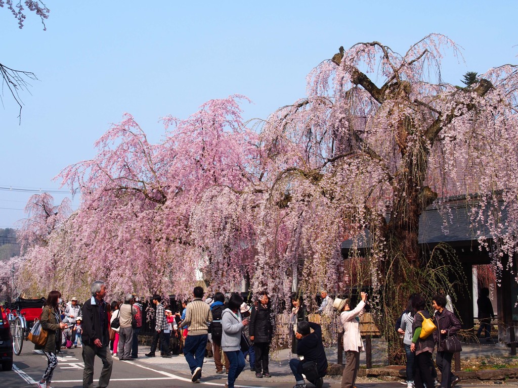 角館武家屋敷通りの枝垂れ桜３