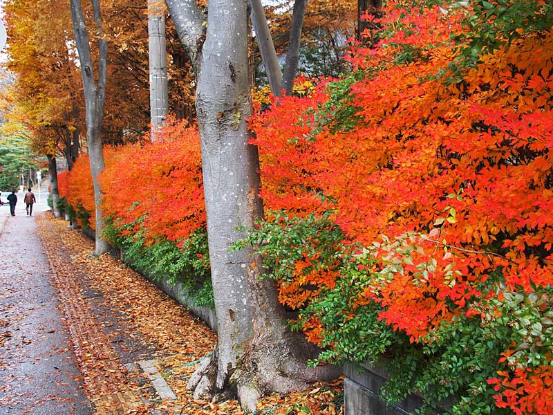 生垣も紅葉して