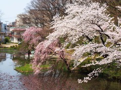 千秋公園の桜４