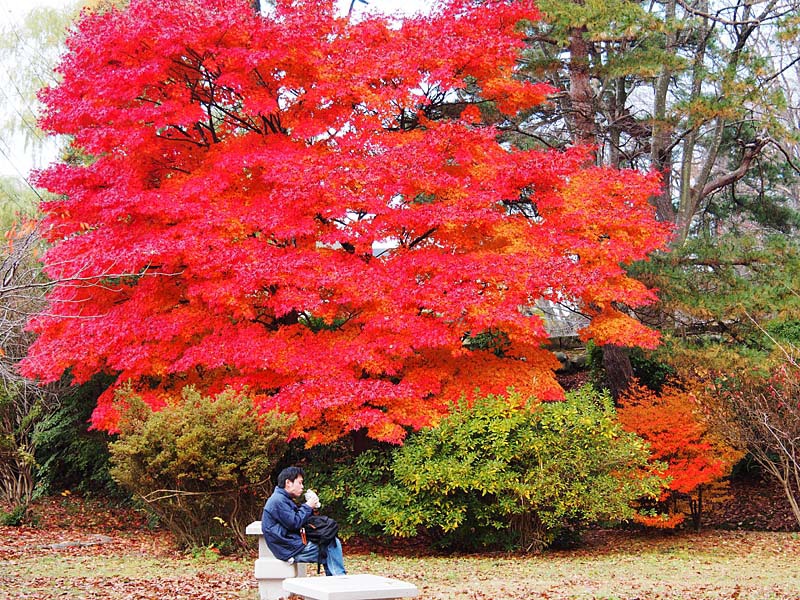 紅葉の下で