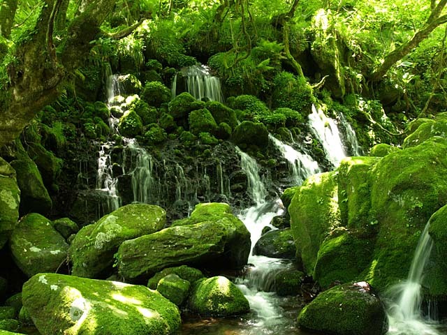 苔むす岩と清流