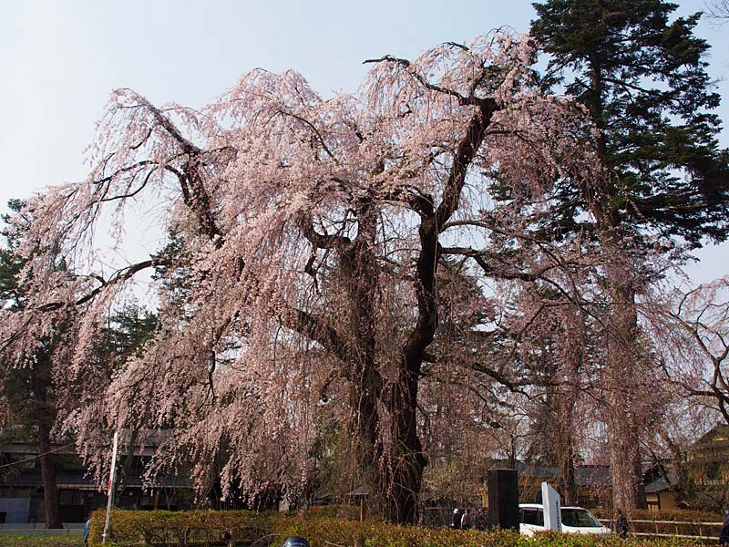 角館武家屋敷通りの枝垂れ桜４