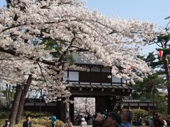 千秋公園の桜２