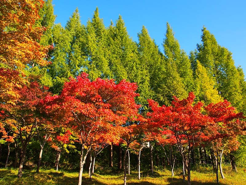 旭川ダム公園のヤマモミジ