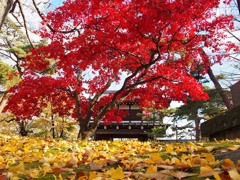 千秋公園紅葉４