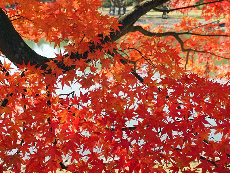 色づく毛越寺３