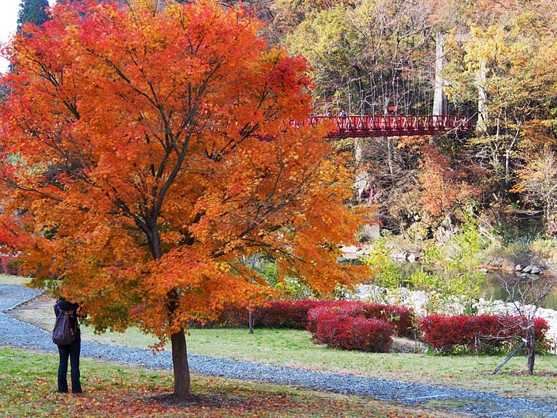 紅葉する抱返り渓谷４