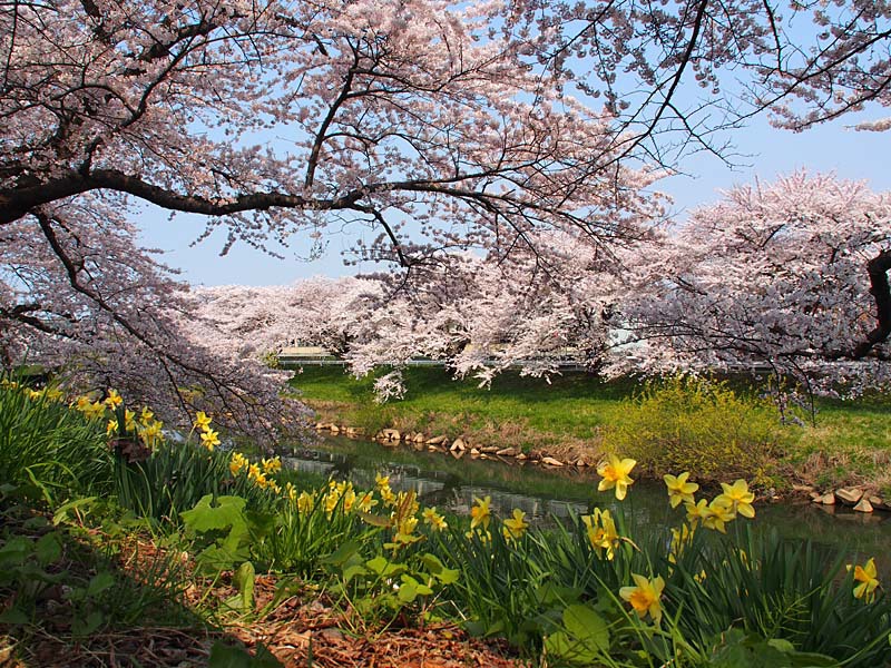 太平川堤の桜４