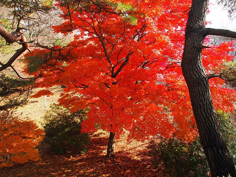 千秋公園・紅葉１