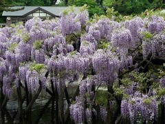 藤棚満開