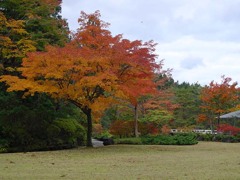 水心苑の紅葉２