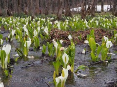 刺巻湿原の水芭蕉