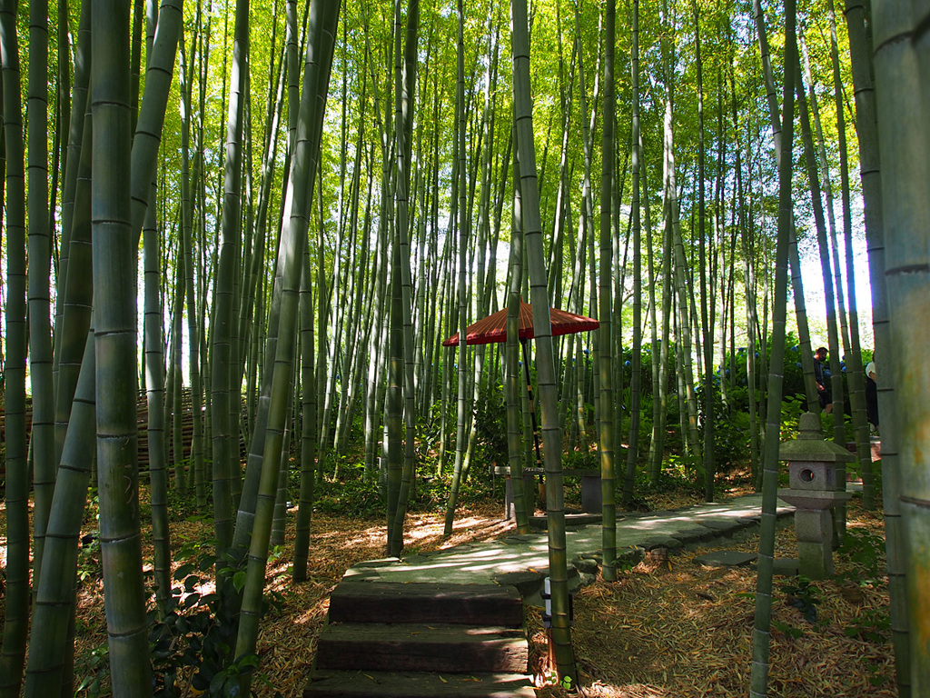 雲昌寺の竹林