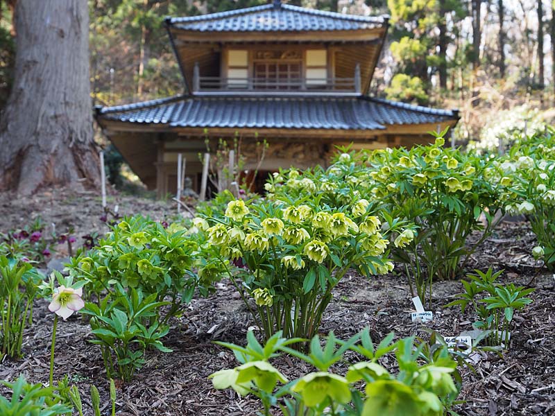 珠林寺　クリスマスローズの里１