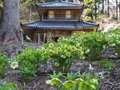 珠林寺　クリスマスローズの里１